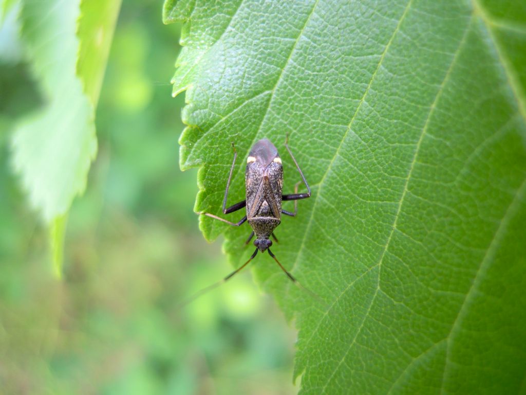 Miridae: Closterotomus fulvomaculatus